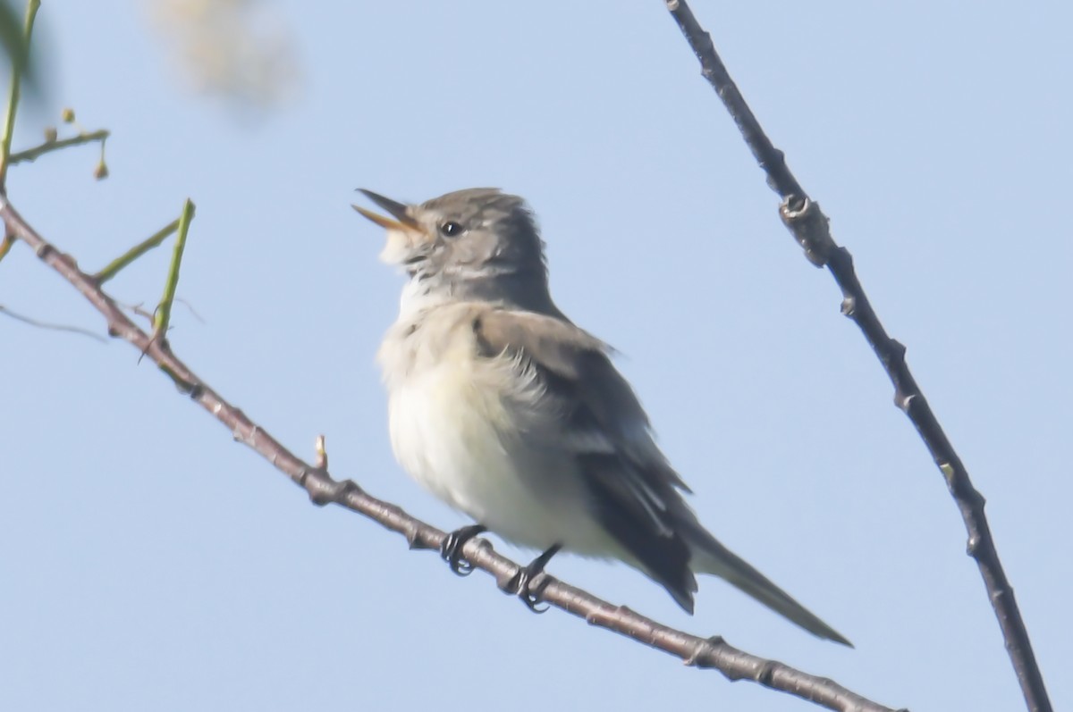 Willow Flycatcher - ML620047999