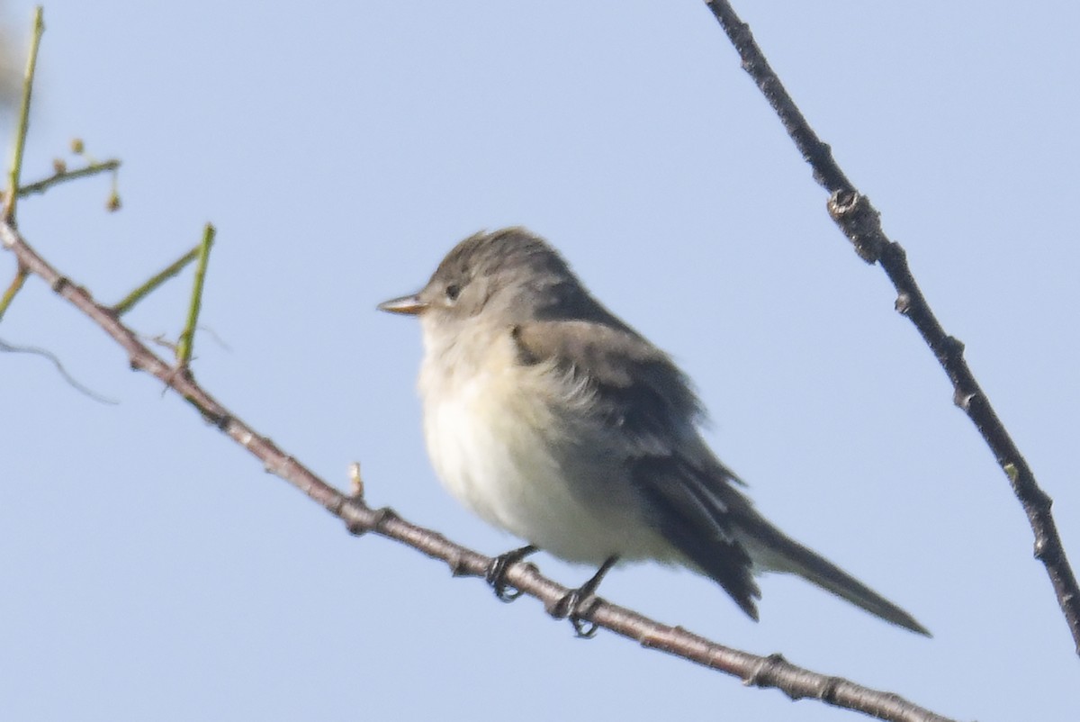 Willow Flycatcher - ML620048000