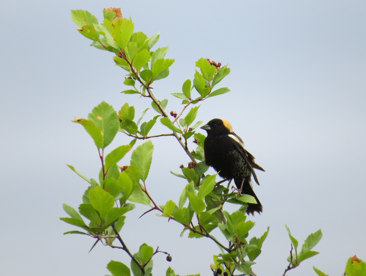 Bobolink - ML620048001