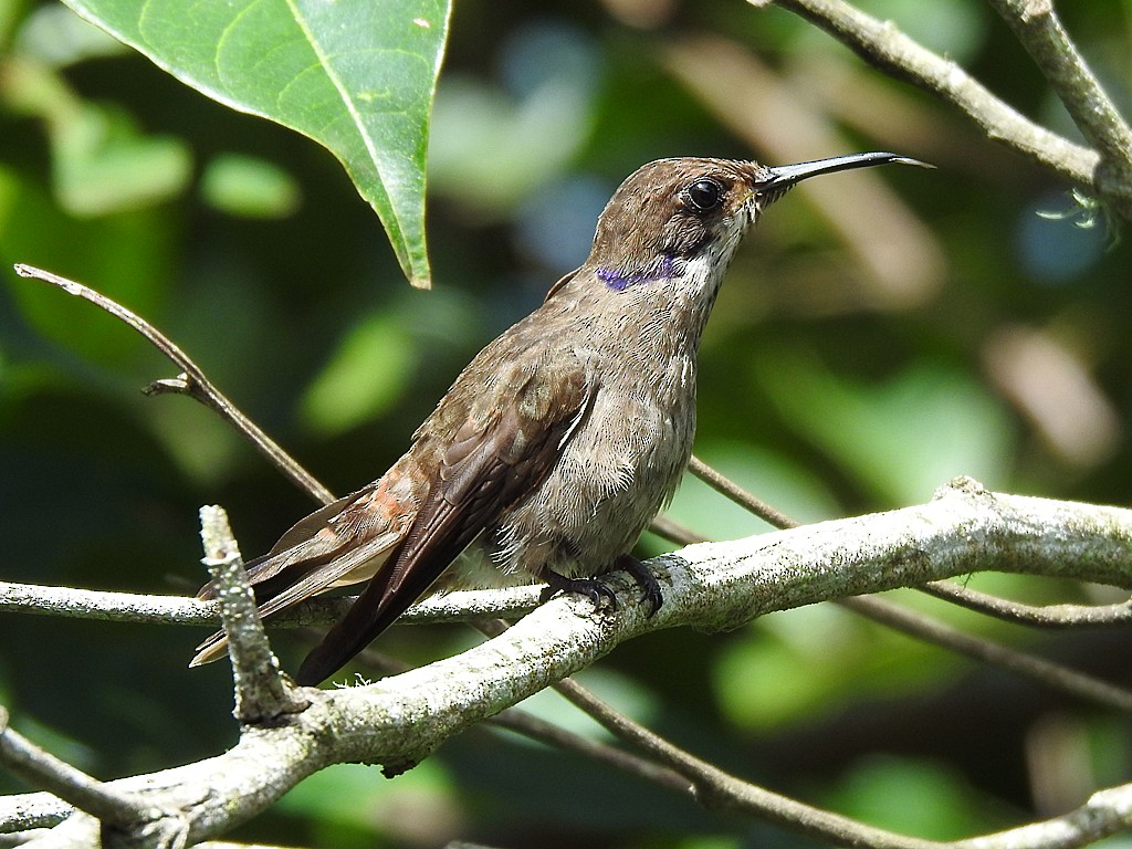 kolibřík fialovouchý - ML620048006