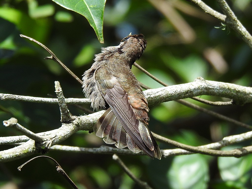 kolibřík fialovouchý - ML620048008