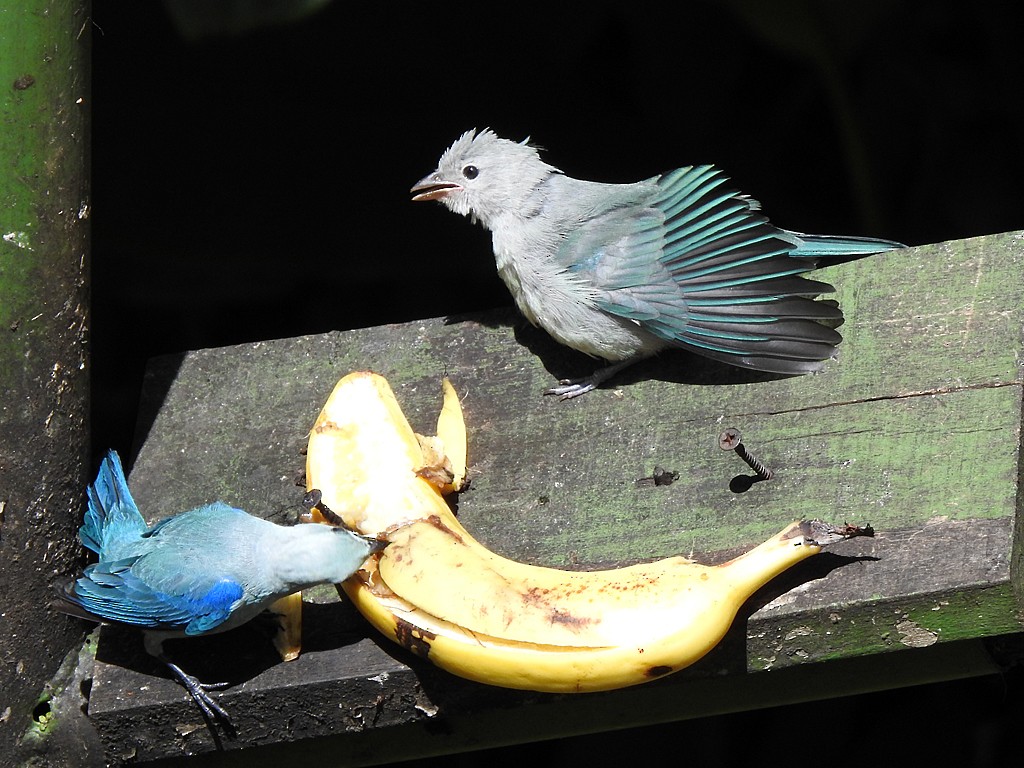 Blue-gray Tanager - ML620048011