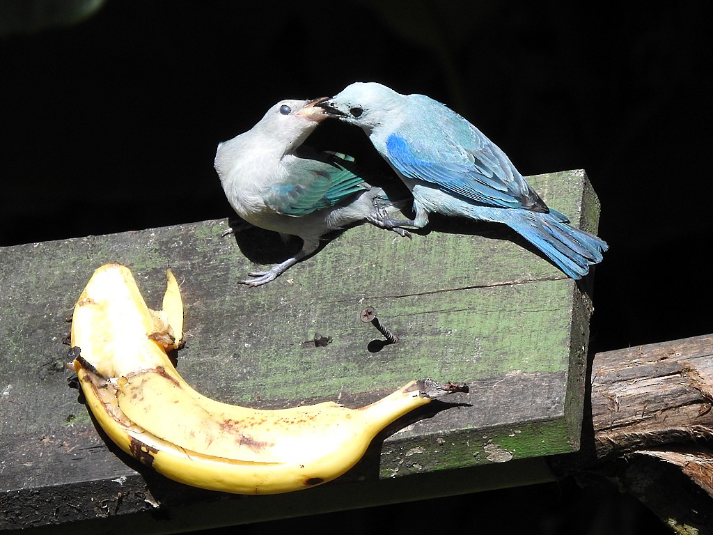 Blue-gray Tanager - Richard Garrigues