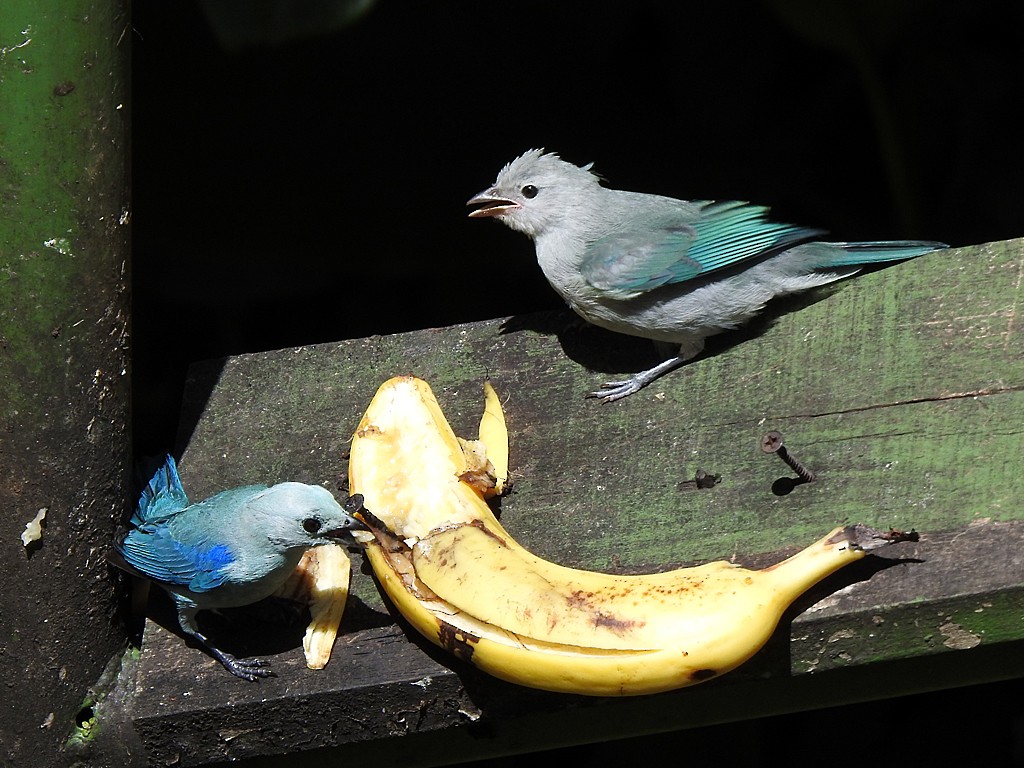 Blue-gray Tanager - ML620048013