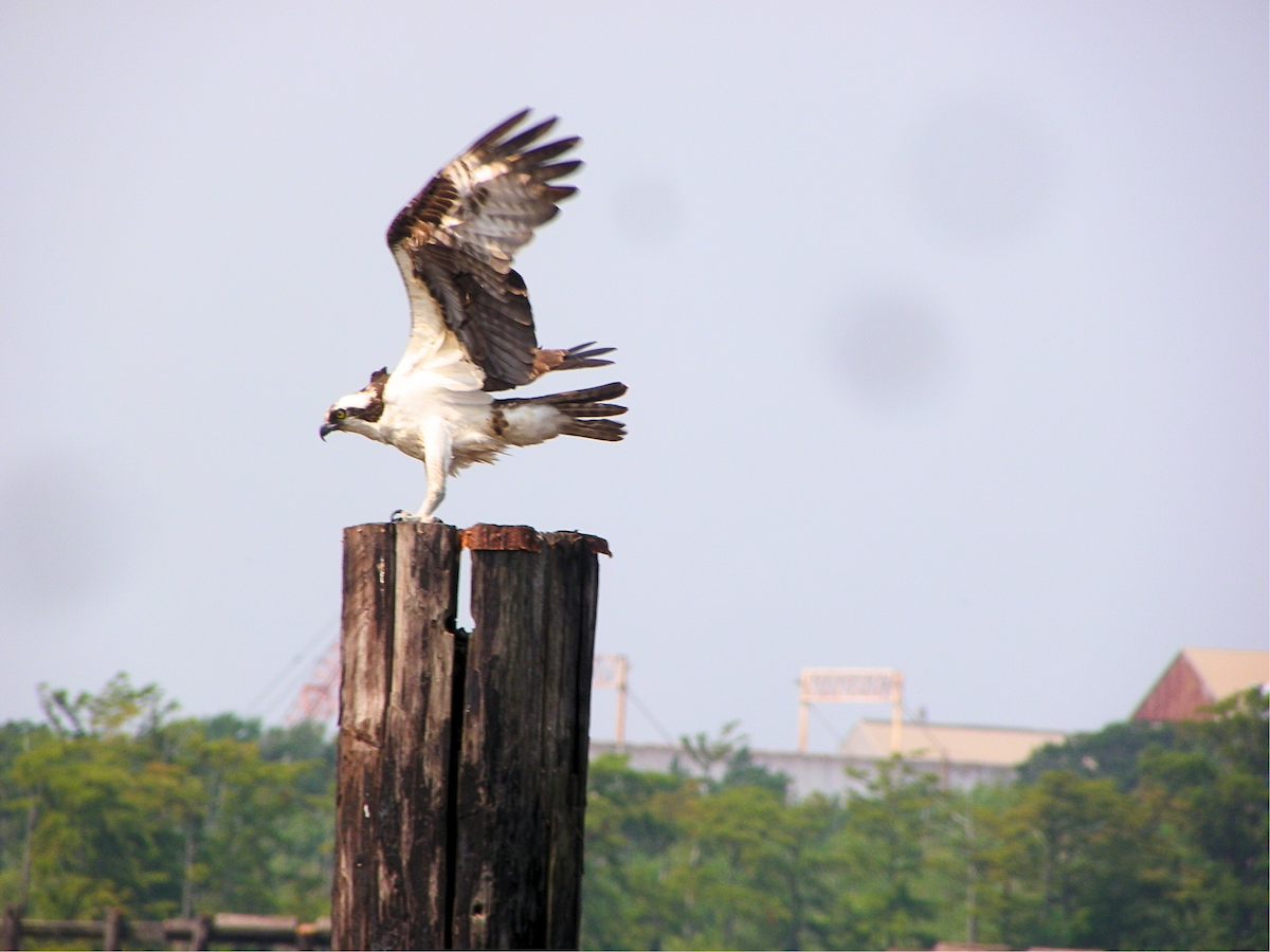 Osprey - ML620048014