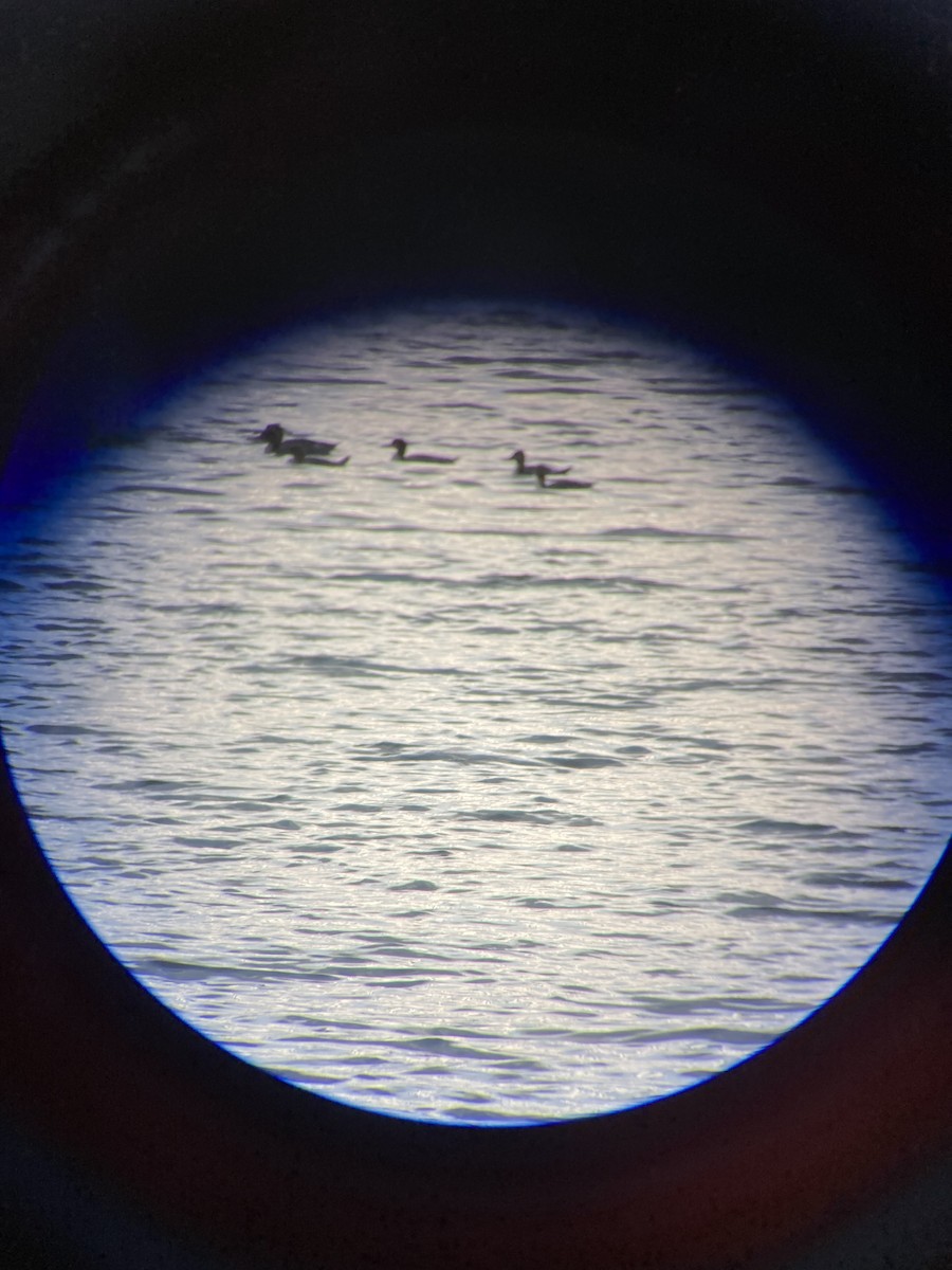 Red-breasted Merganser - ML620048016