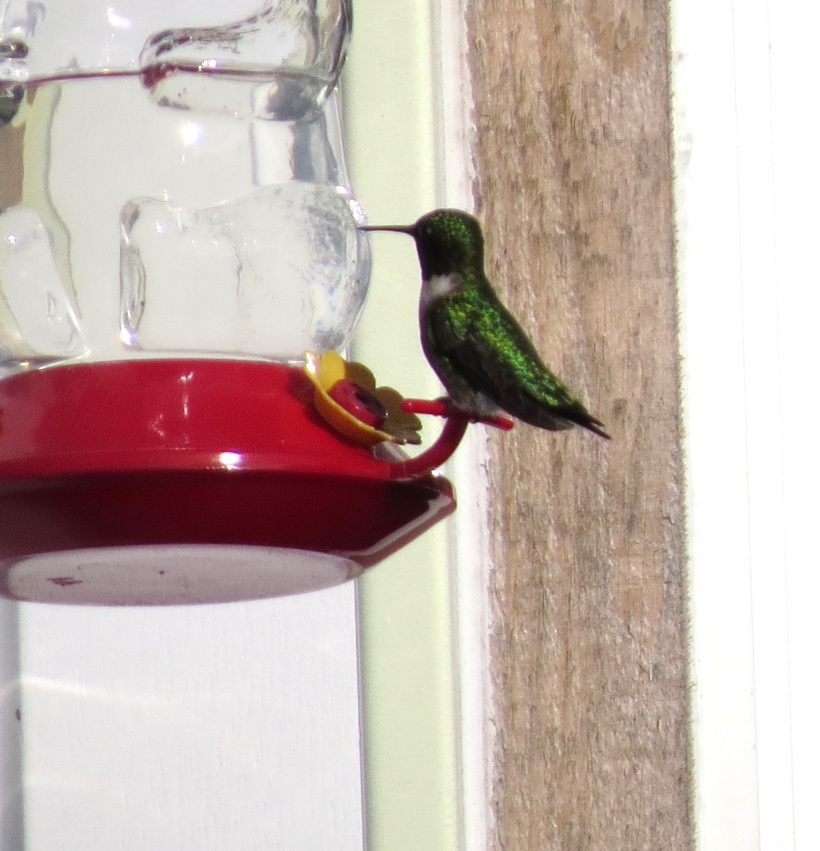 Ruby-throated Hummingbird - ML620048018