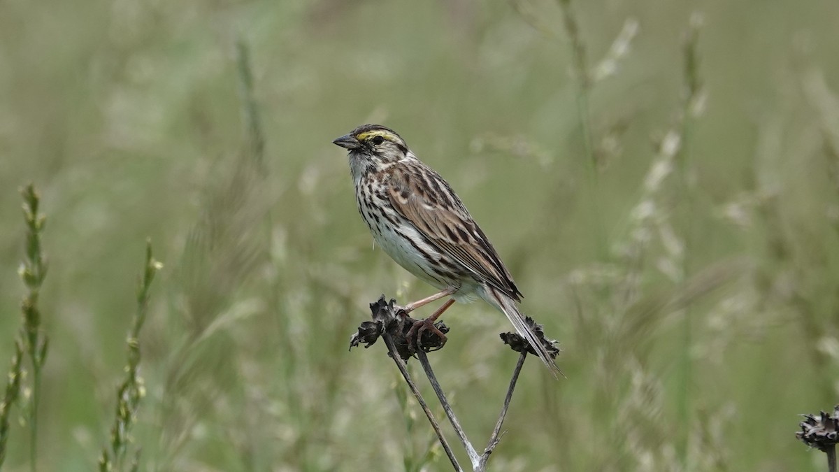 Savannah Sparrow - ML620048028