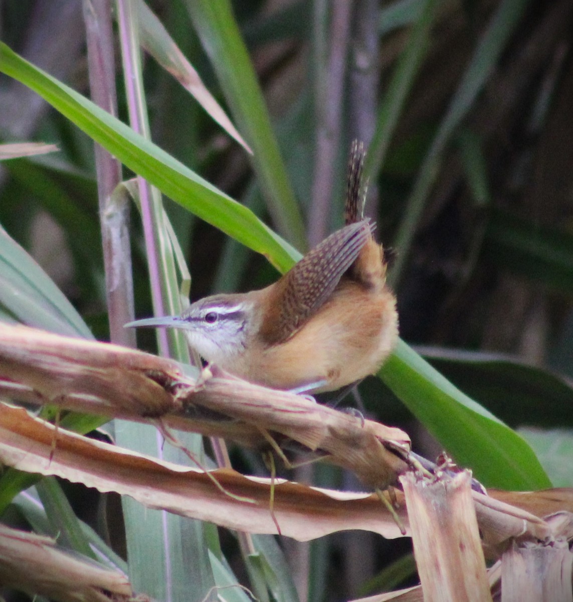 Long-billed Wren - ML620048039