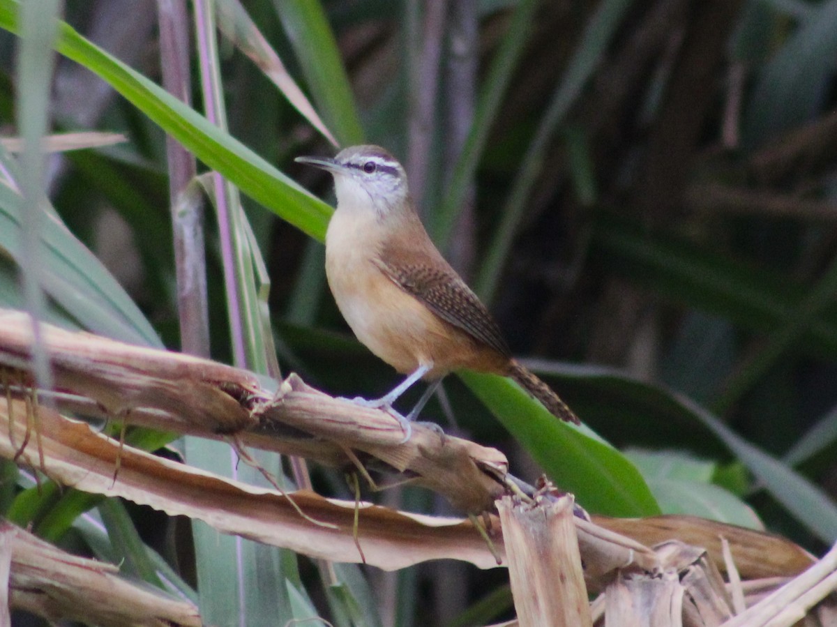 Long-billed Wren - ML620048040