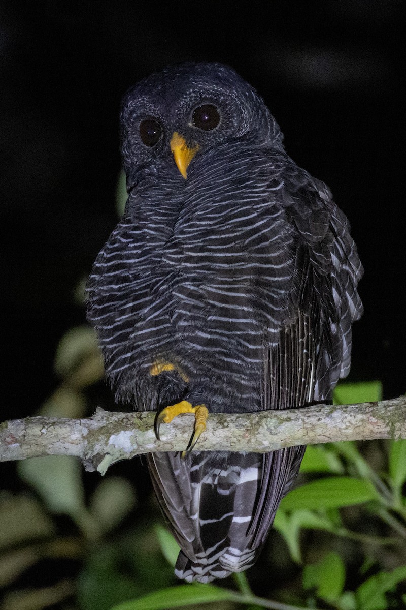 Black-banded Owl - ML620048061