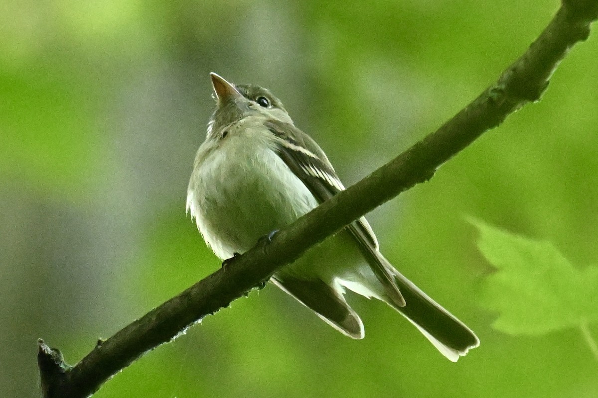 Acadian Flycatcher - ML620048074