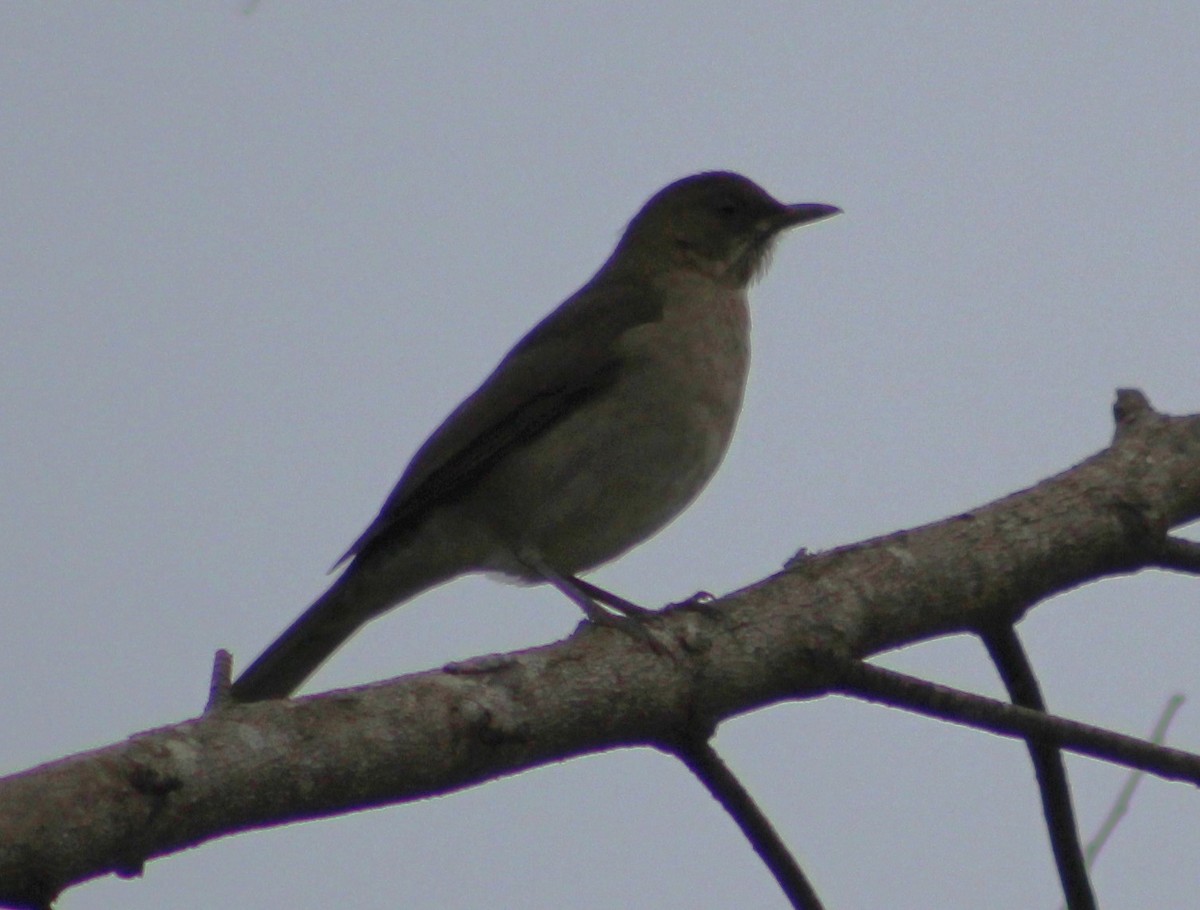 Creamy-bellied Thrush - ML620048092