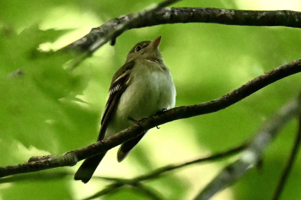 Acadian Flycatcher - ML620048098