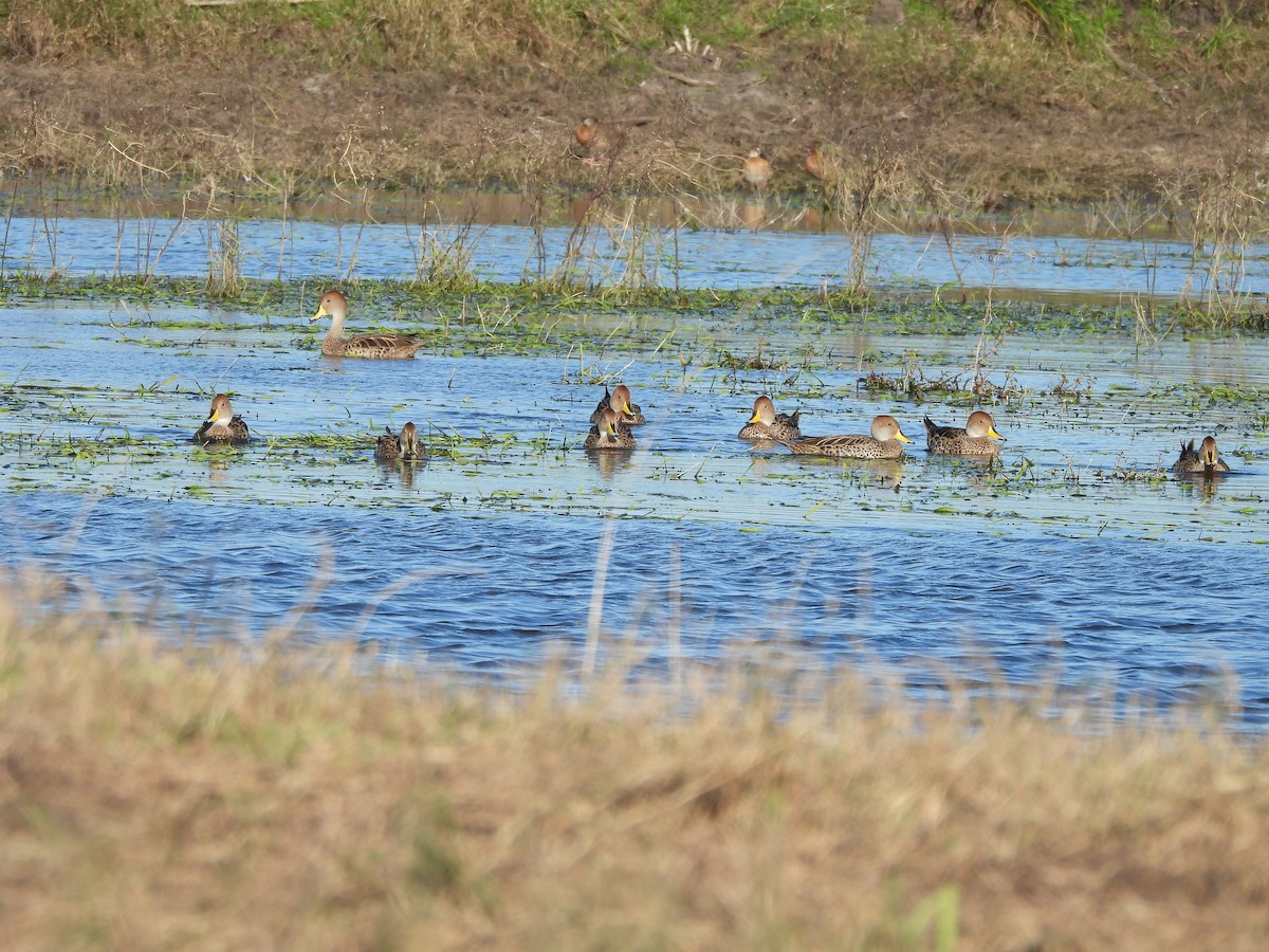 Yellow-billed Pintail - Margarita González