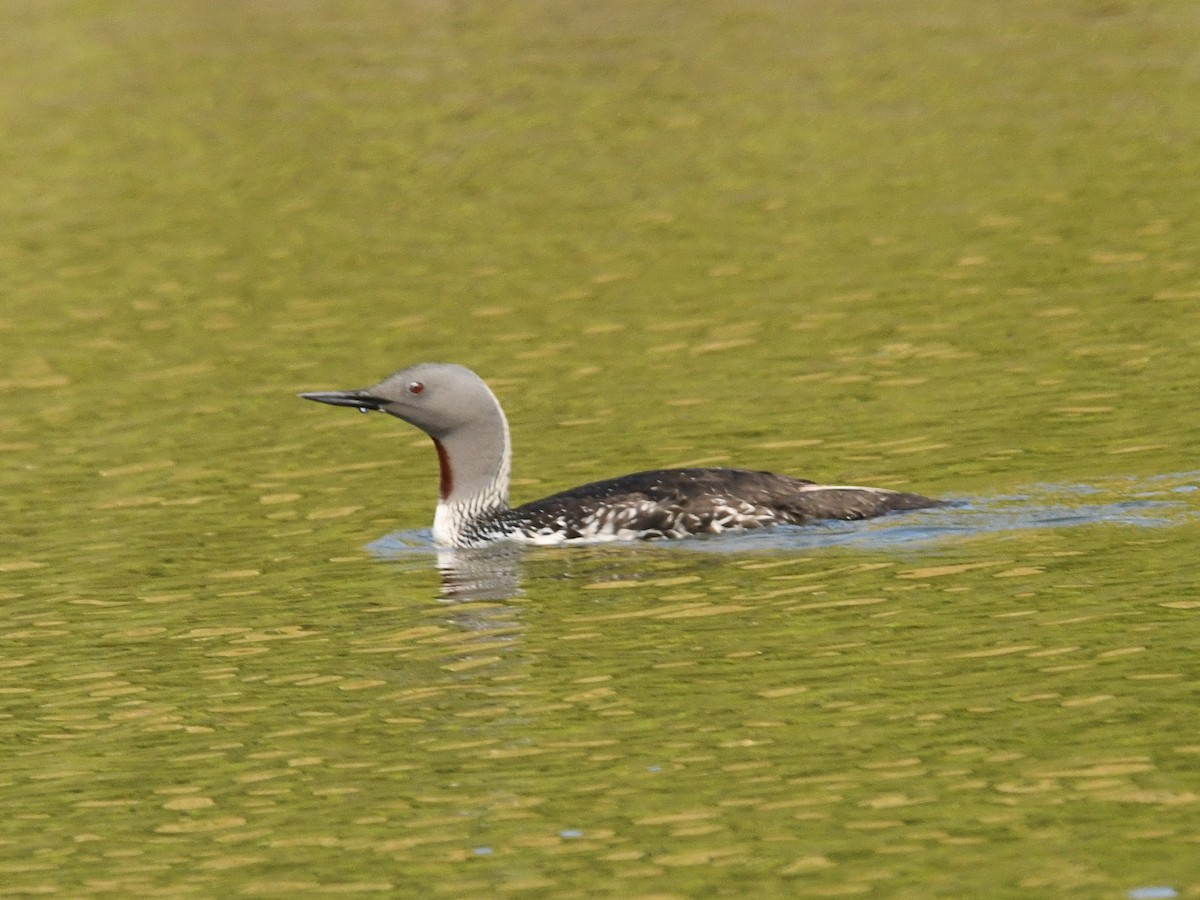 Red-throated Loon - ML620048105
