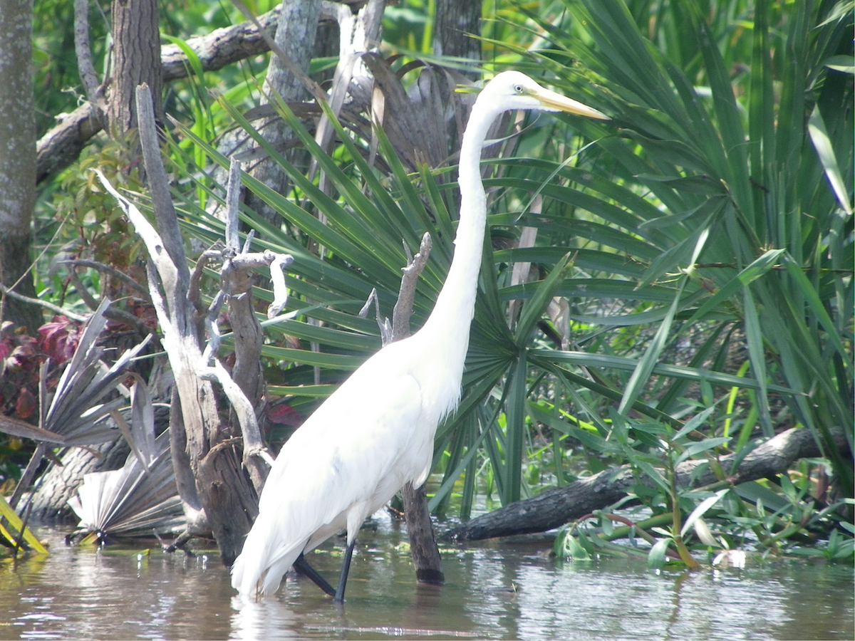 Great Egret - ML620048155