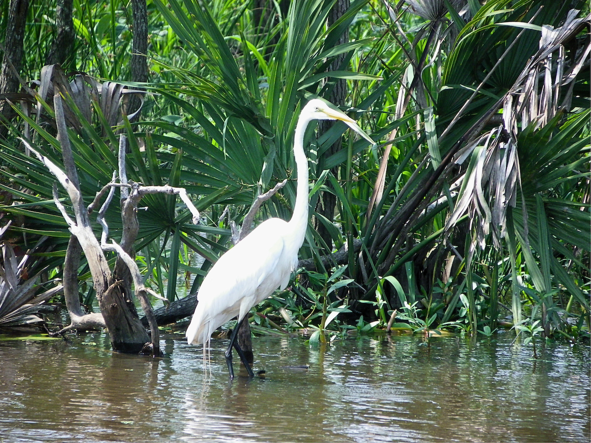 Great Egret - ML620048162