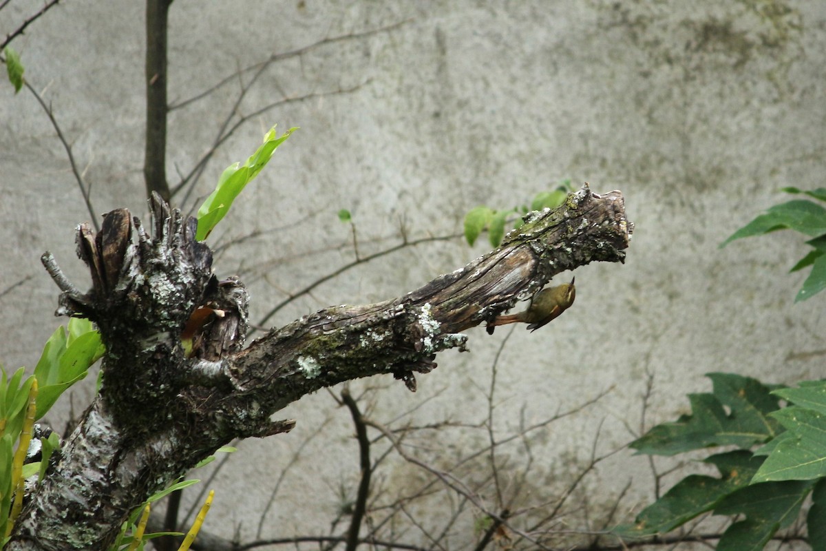 Pallid Spinetail - ML620048165