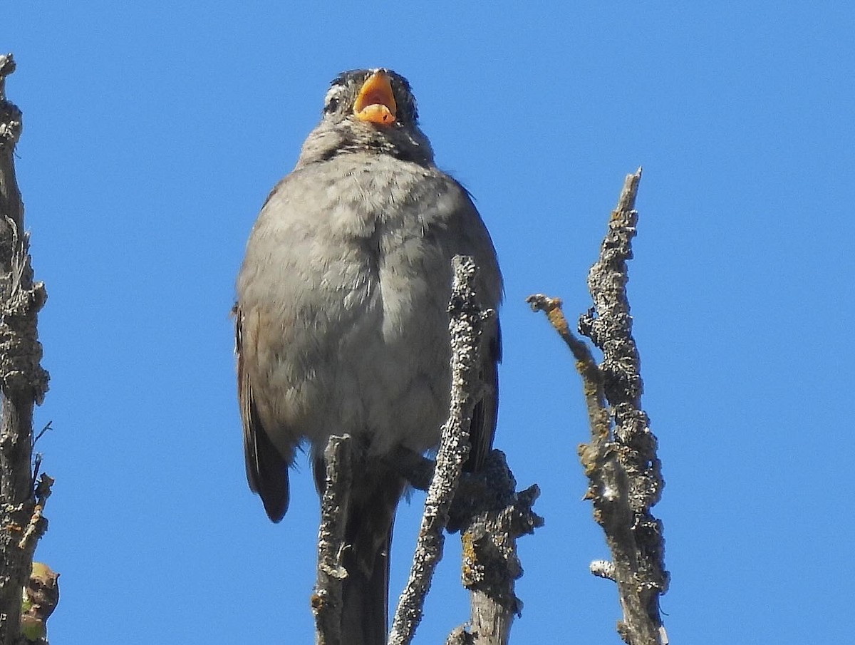 White-crowned Sparrow (nuttalli) - ML620048178