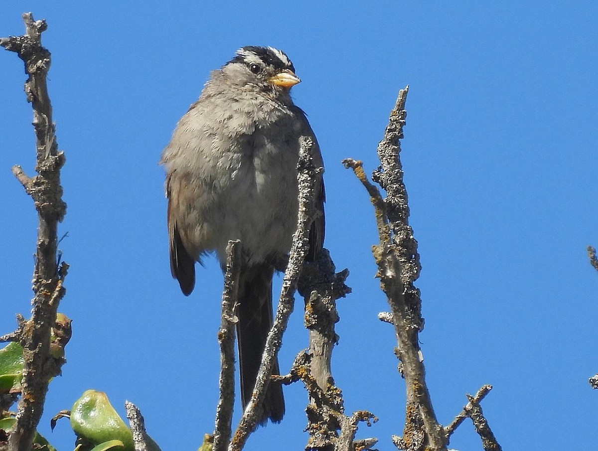 White-crowned Sparrow (nuttalli) - ML620048179