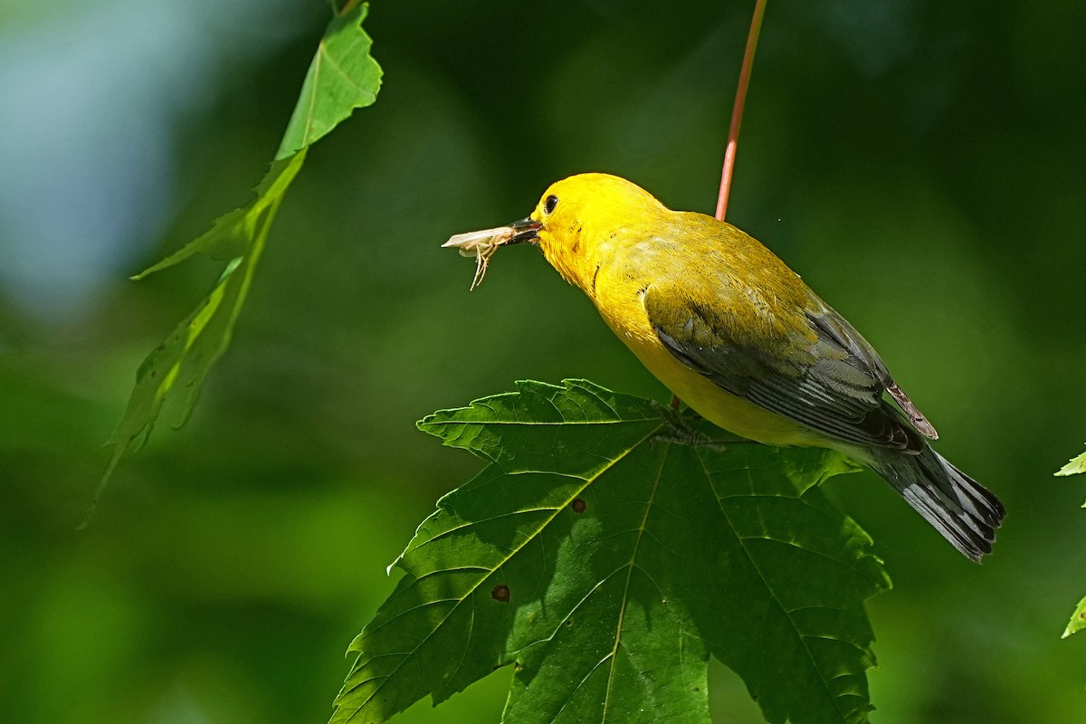 Prothonotary Warbler - ML620048188