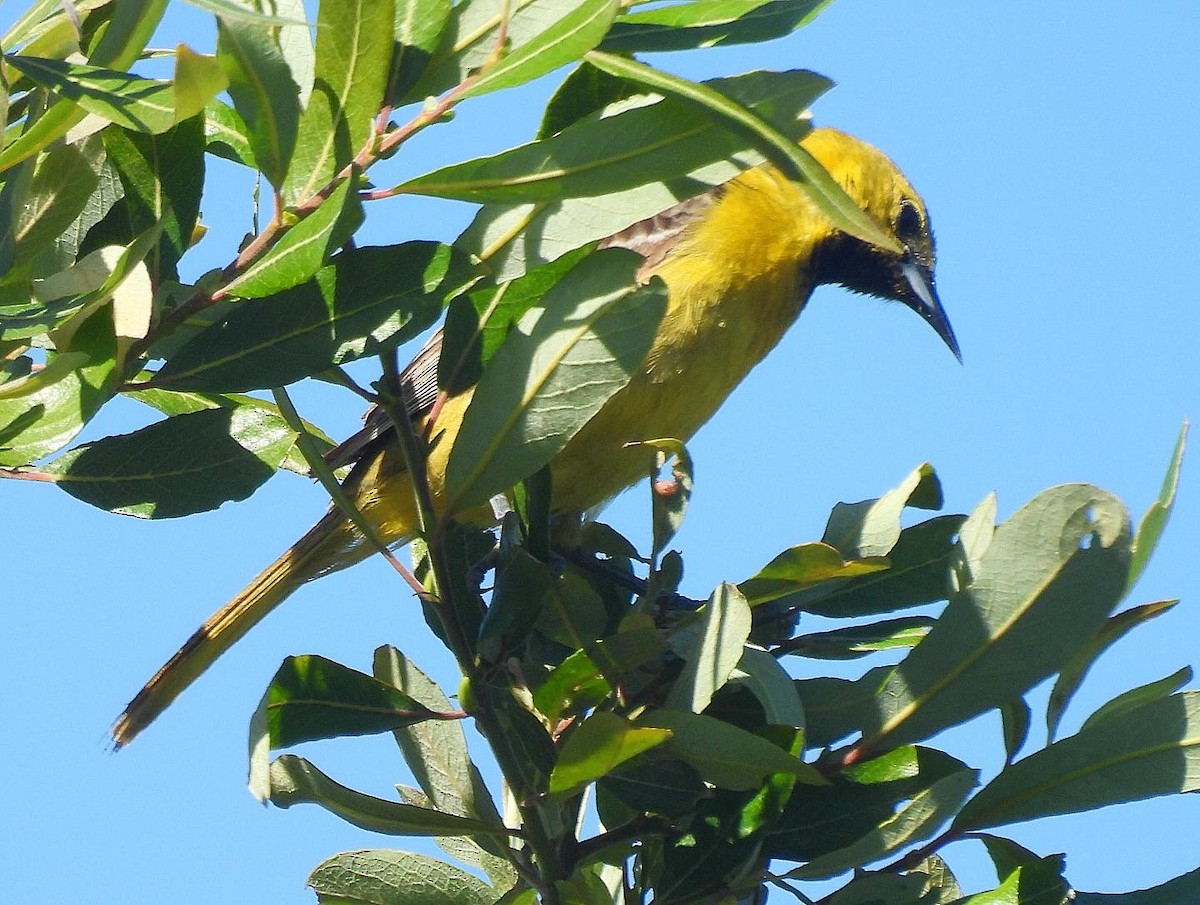 Hooded Oriole - ML620048194