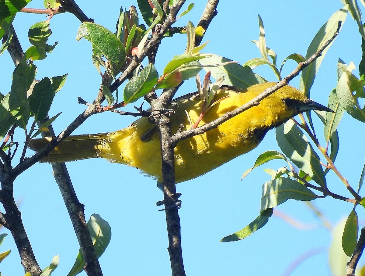 Hooded Oriole - ML620048195