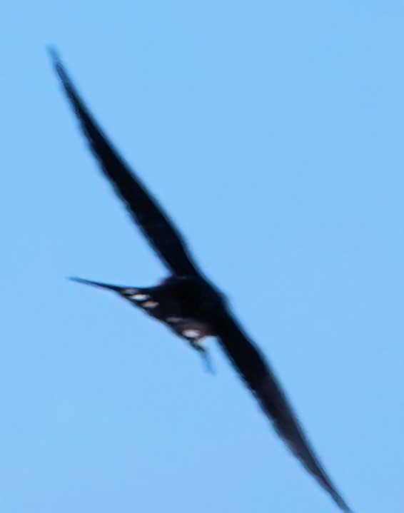 Barn Swallow - ML620048196