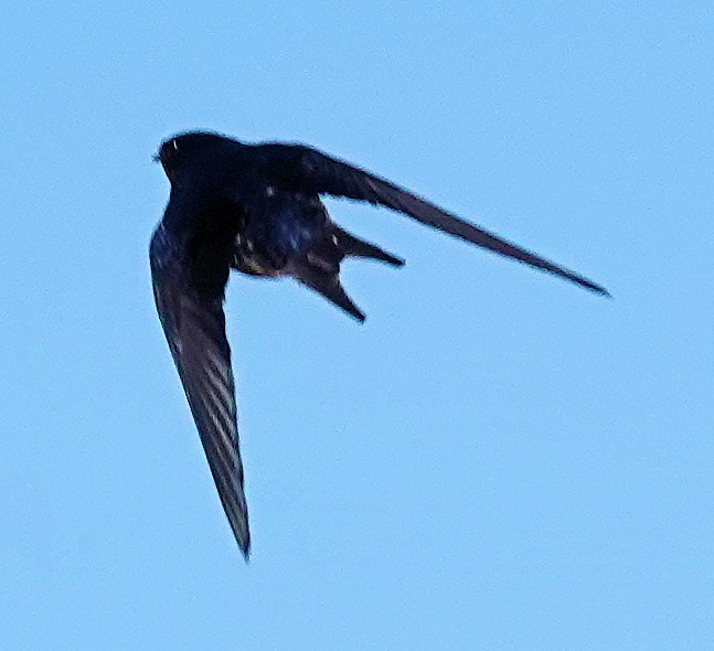 Barn Swallow - ML620048197