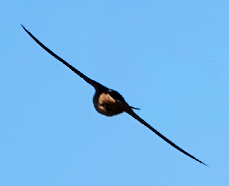 Barn Swallow - ML620048198