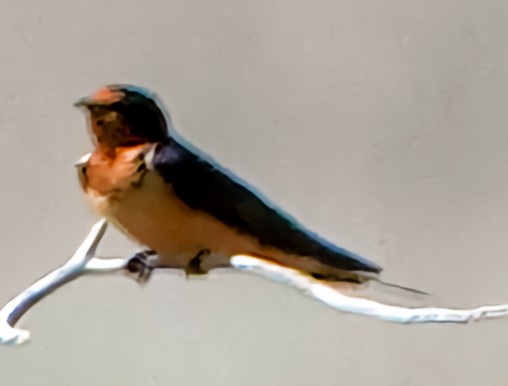 Barn Swallow - ML620048199