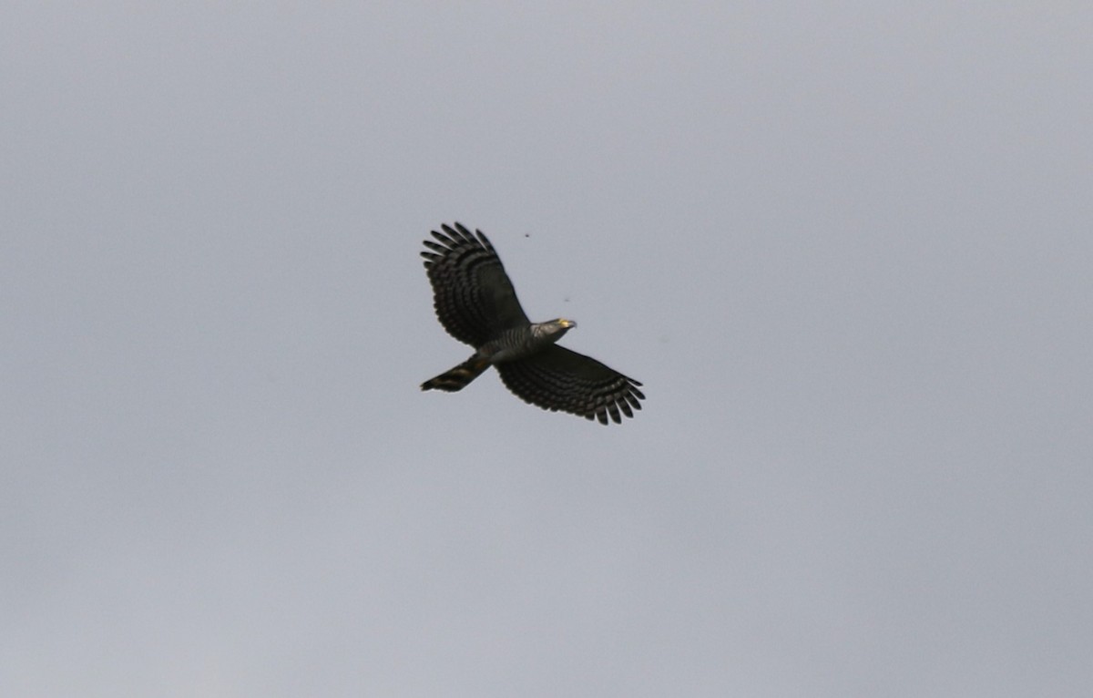 hákozobec neotropický (ssp. uncinatus) - ML620048211