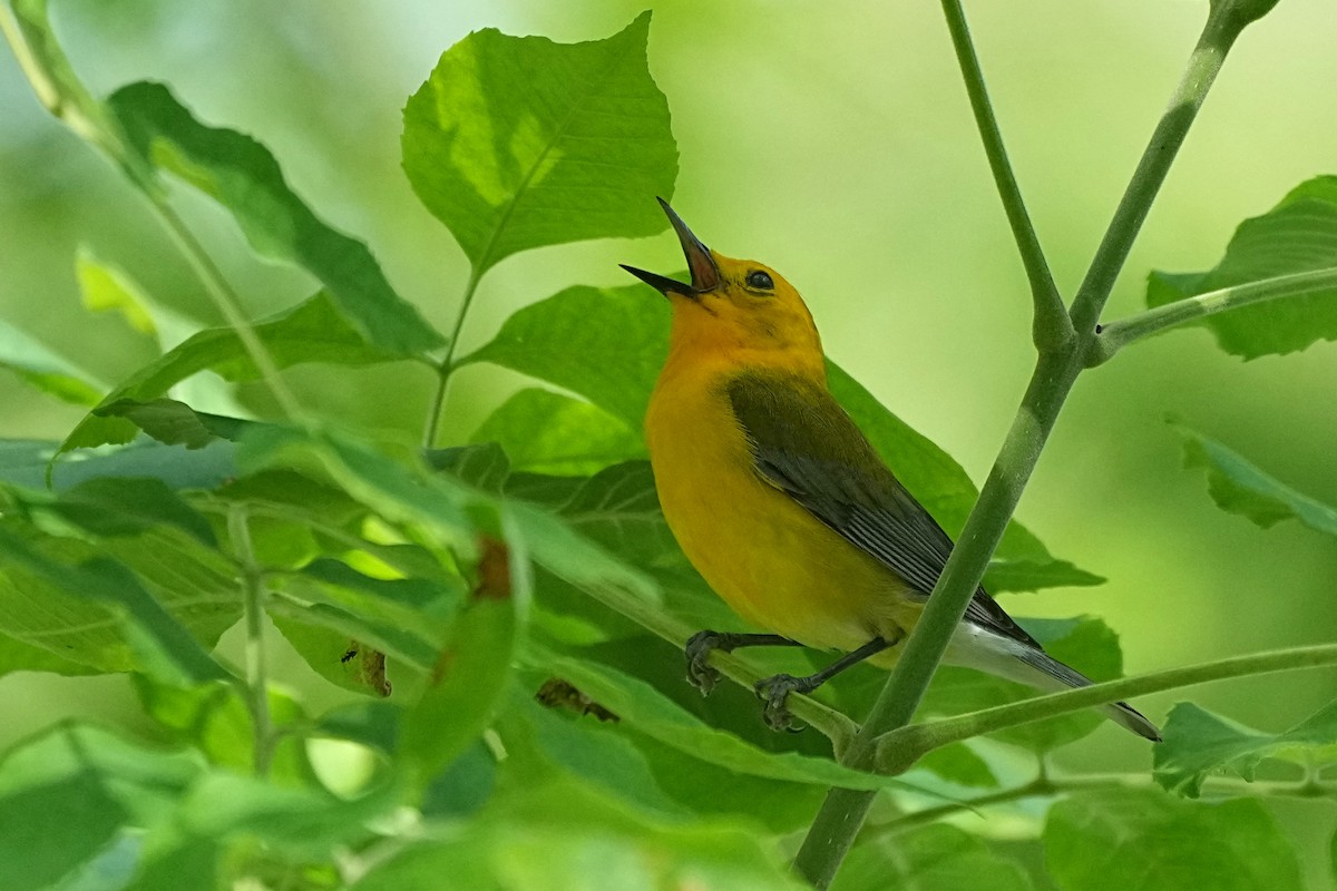 Prothonotary Warbler - ML620048212