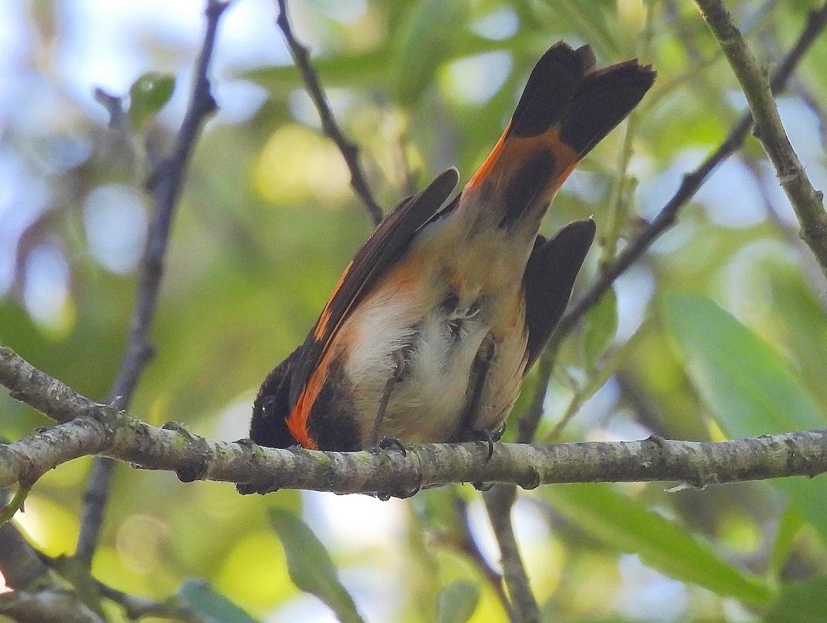 Paruline flamboyante - ML620048217