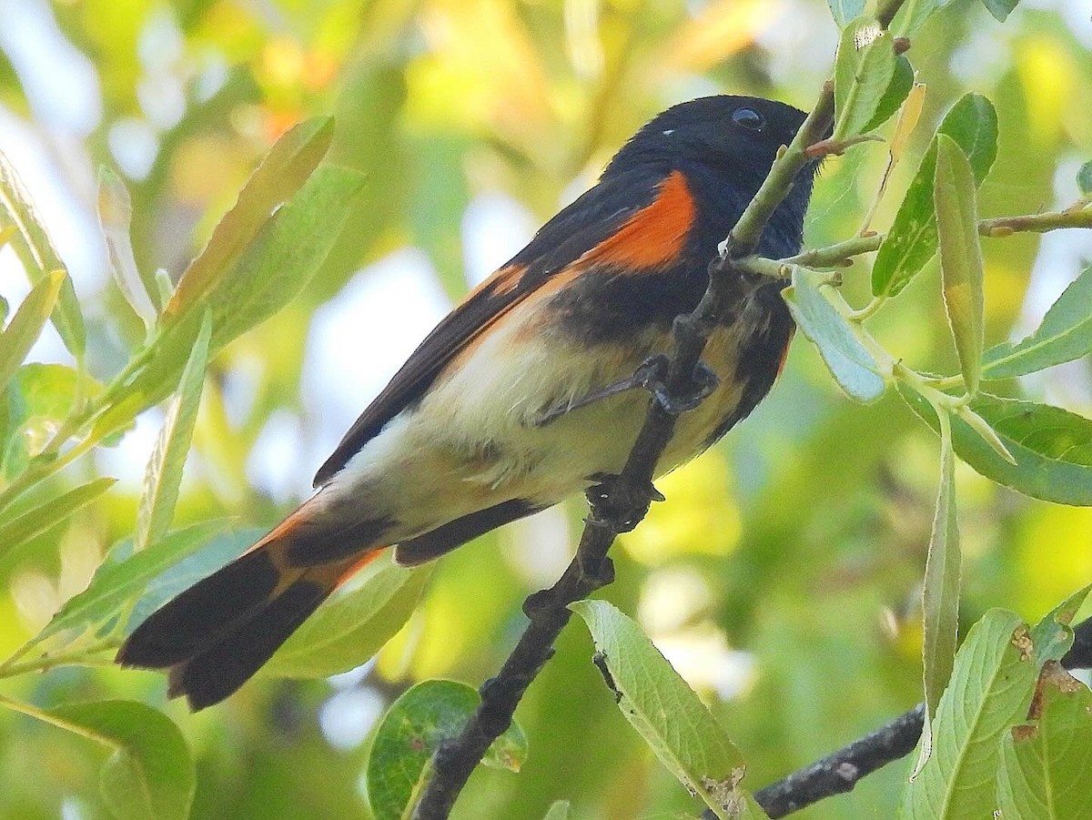 Paruline flamboyante - ML620048219