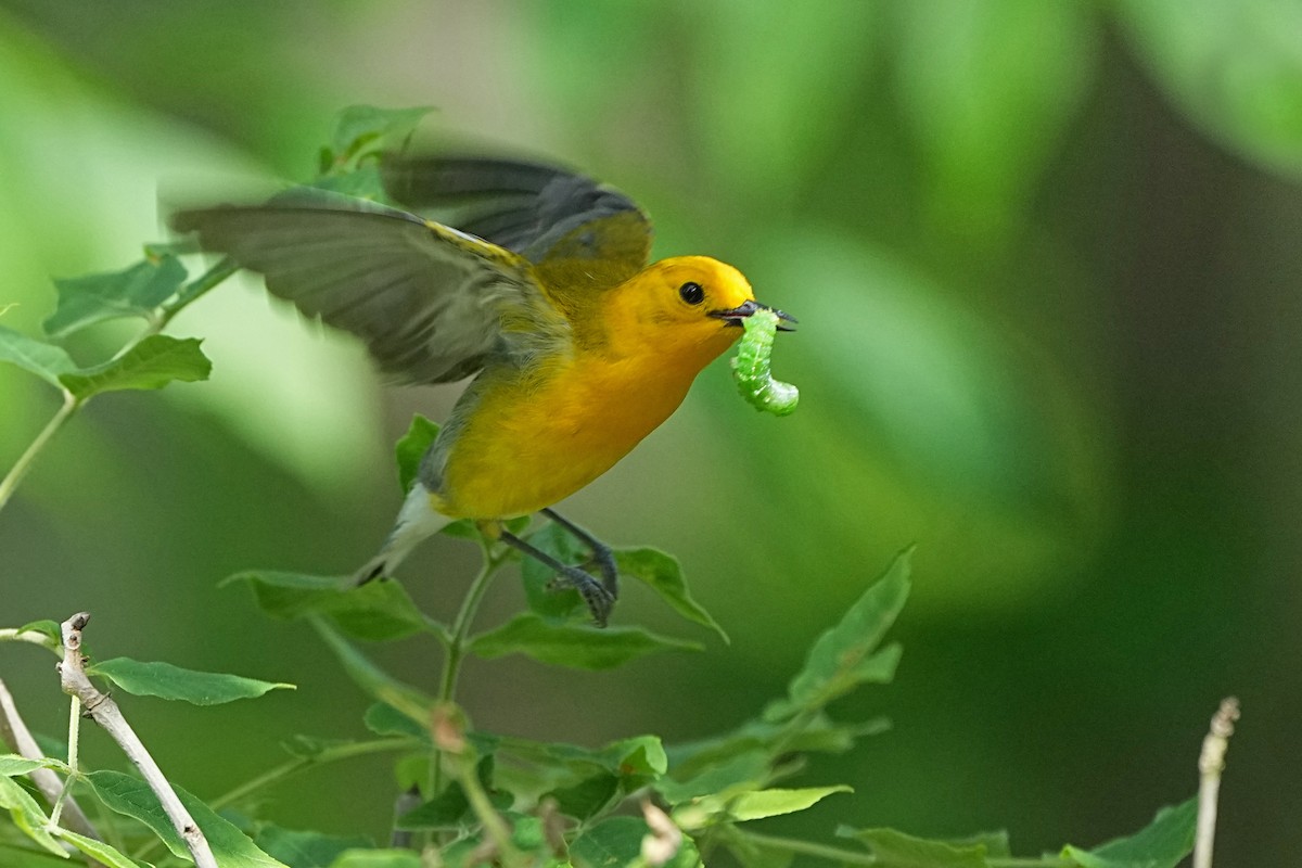 Prothonotary Warbler - ML620048222