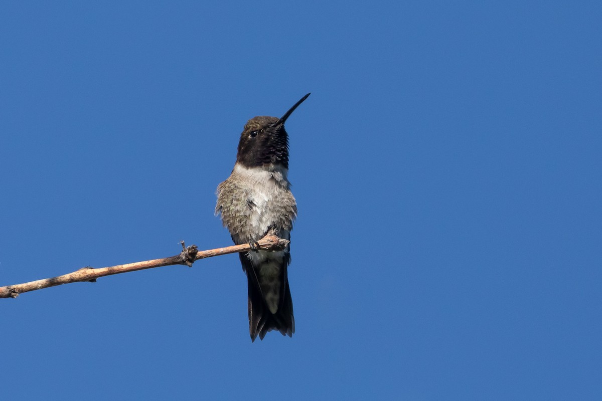 Black-chinned Hummingbird - ML620048228