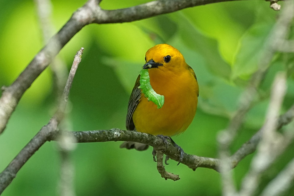 Prothonotary Warbler - ML620048237