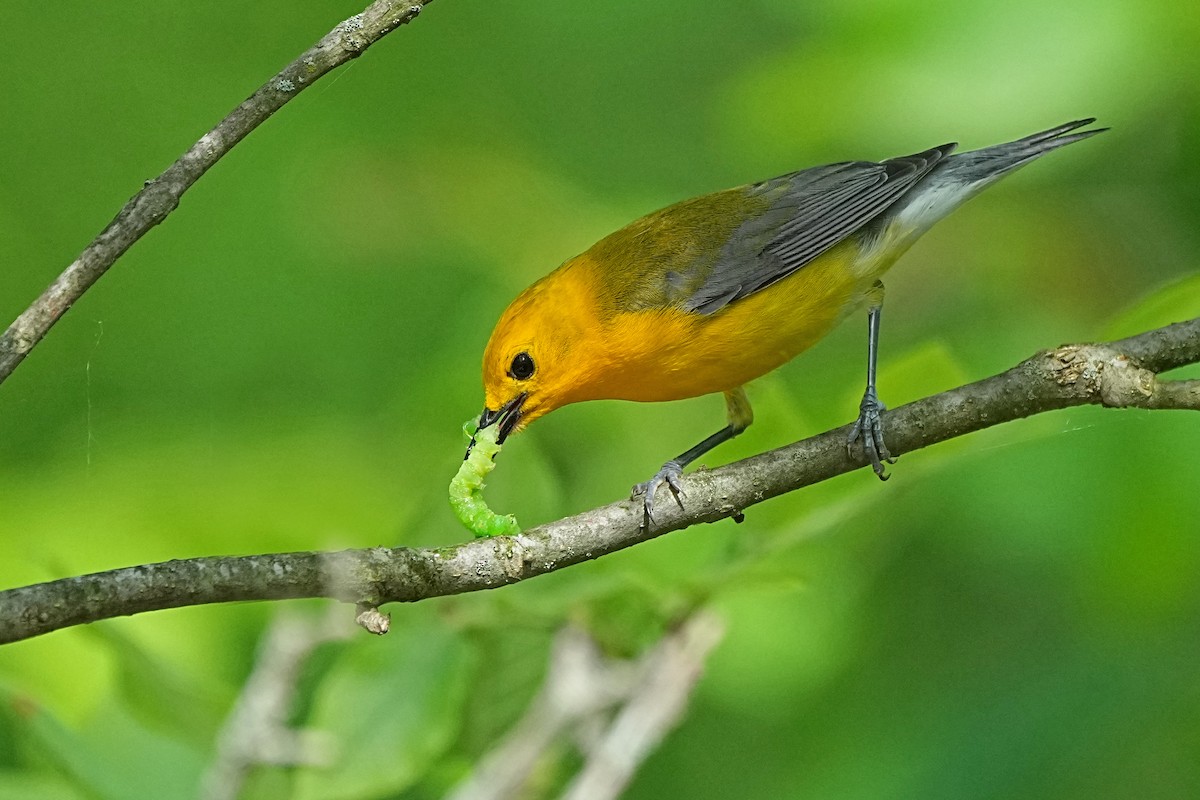 Prothonotary Warbler - ML620048252