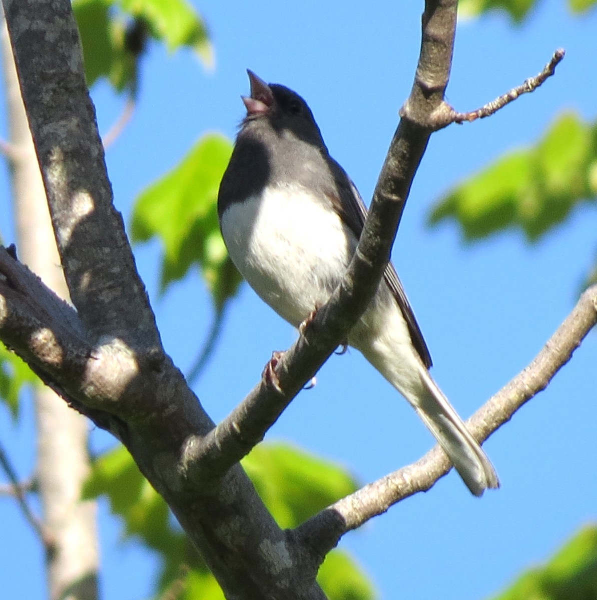 Junco ardoisé - ML620048255