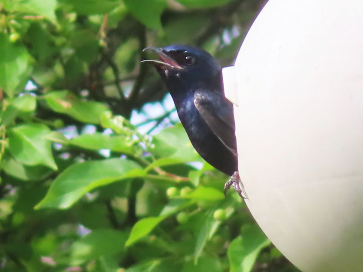 Purple Martin - ML620048259