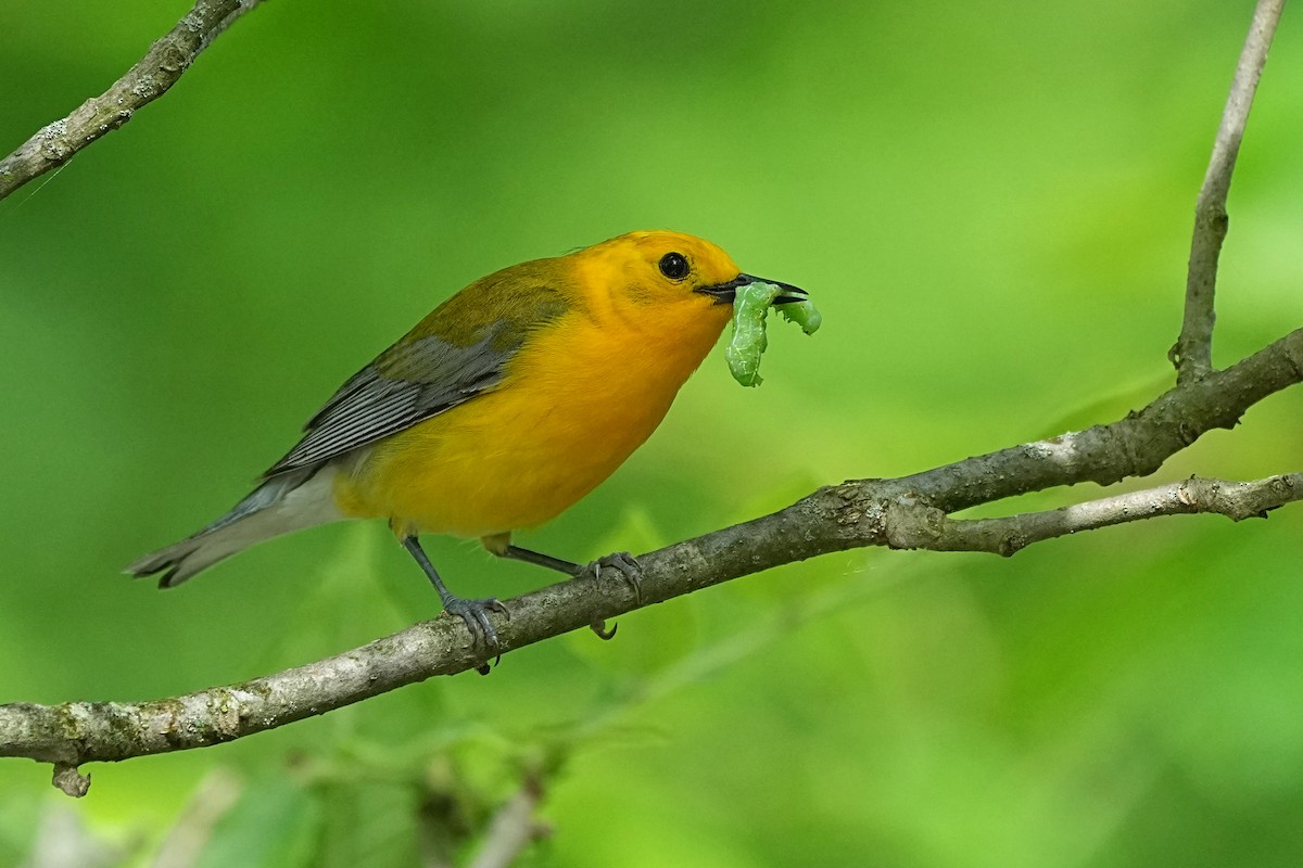 Prothonotary Warbler - ML620048273
