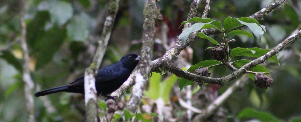 Ruby-crowned Tanager - ML620048297