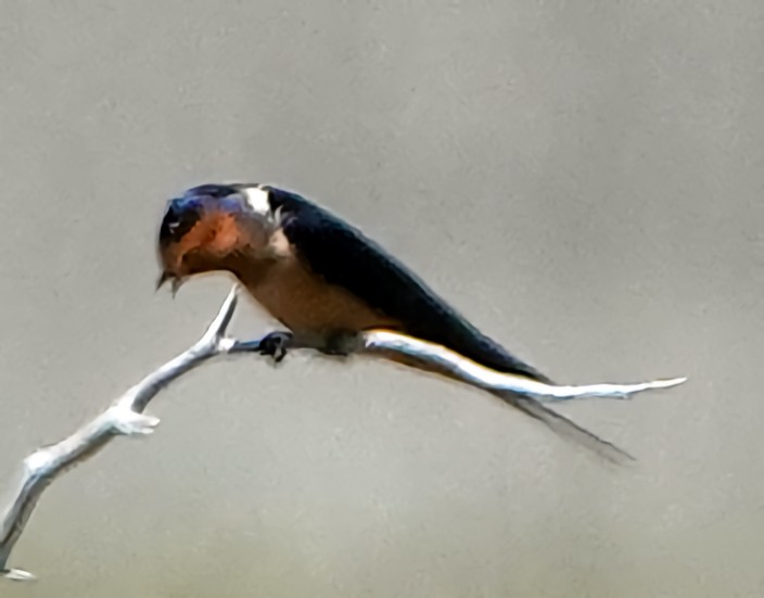 Barn Swallow - ML620048300