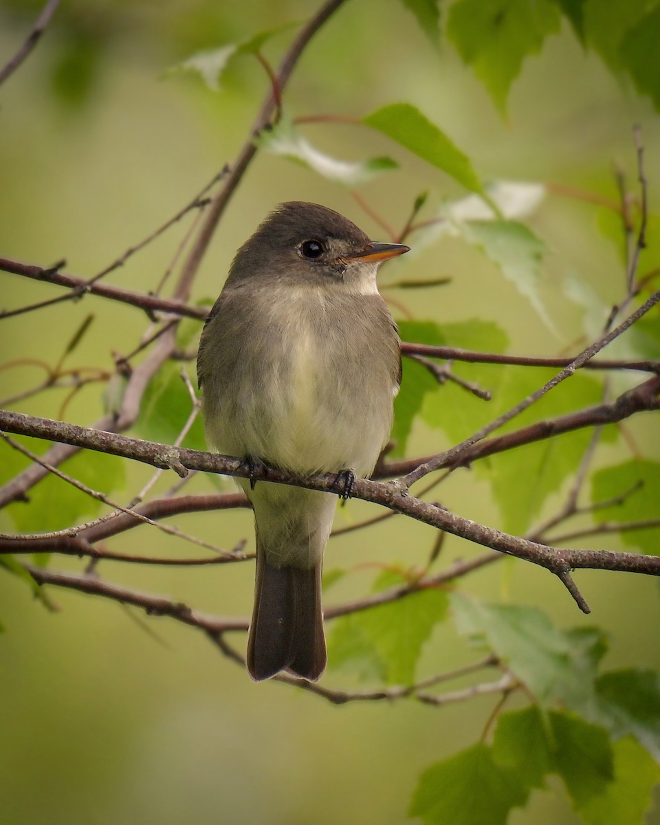 Eastern Wood-Pewee - ML620048305