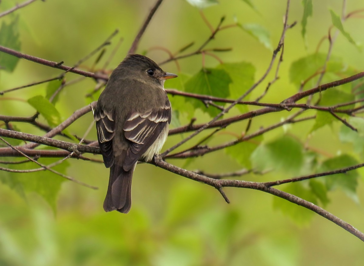 Eastern Wood-Pewee - ML620048306