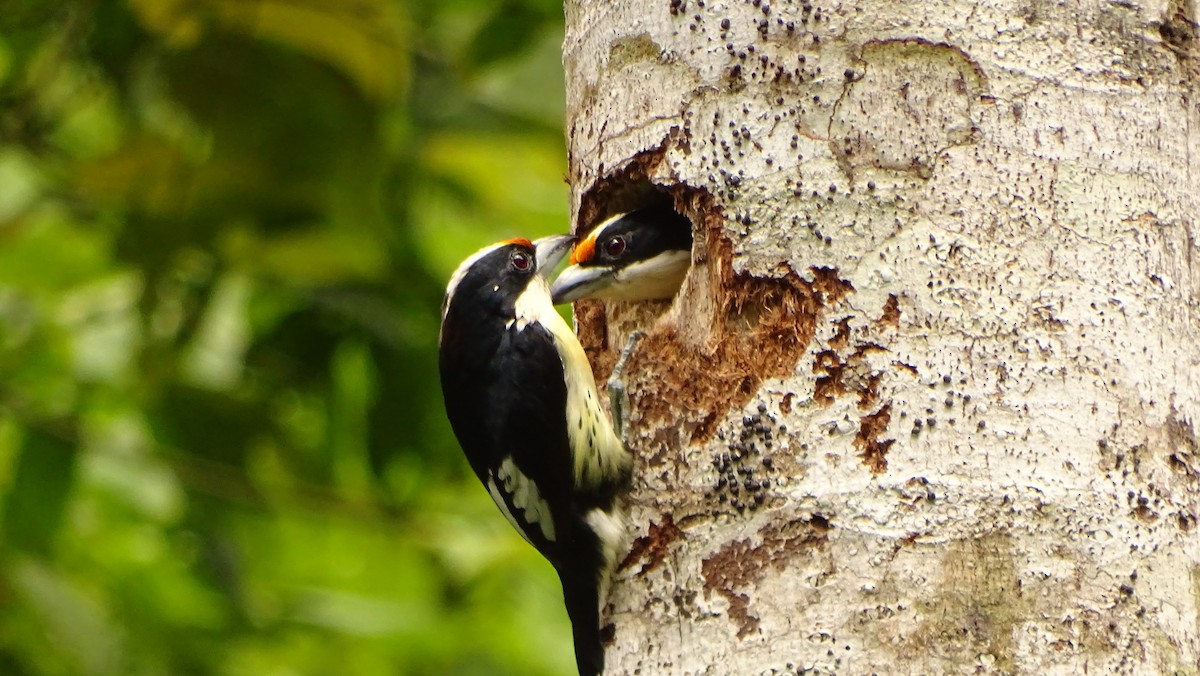 Orange-fronted Barbet - ML620048311