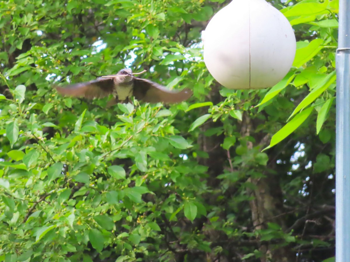 Purple Martin - ML620048329