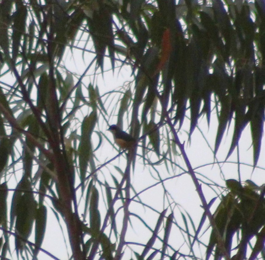 Fawn-breasted Tanager - ML620048330